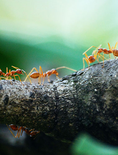 Group of ants on a tree branch