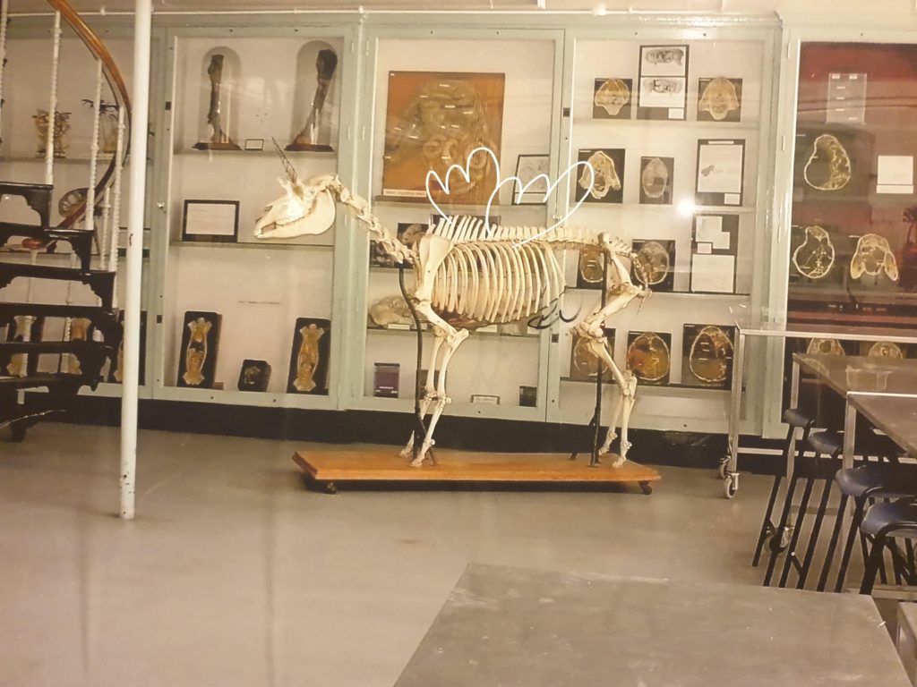 skeleton of animal