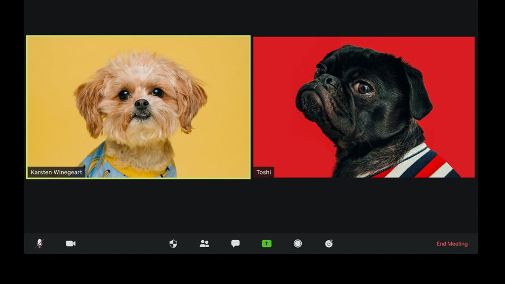 two dog images on a video call