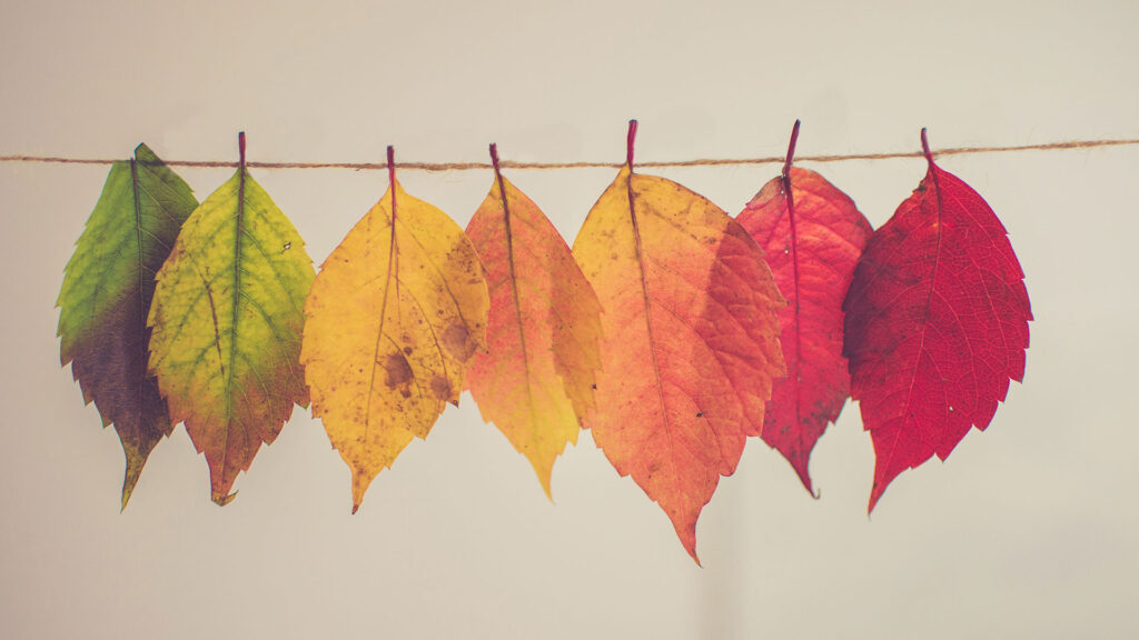 leafs pinned and hanging from a line