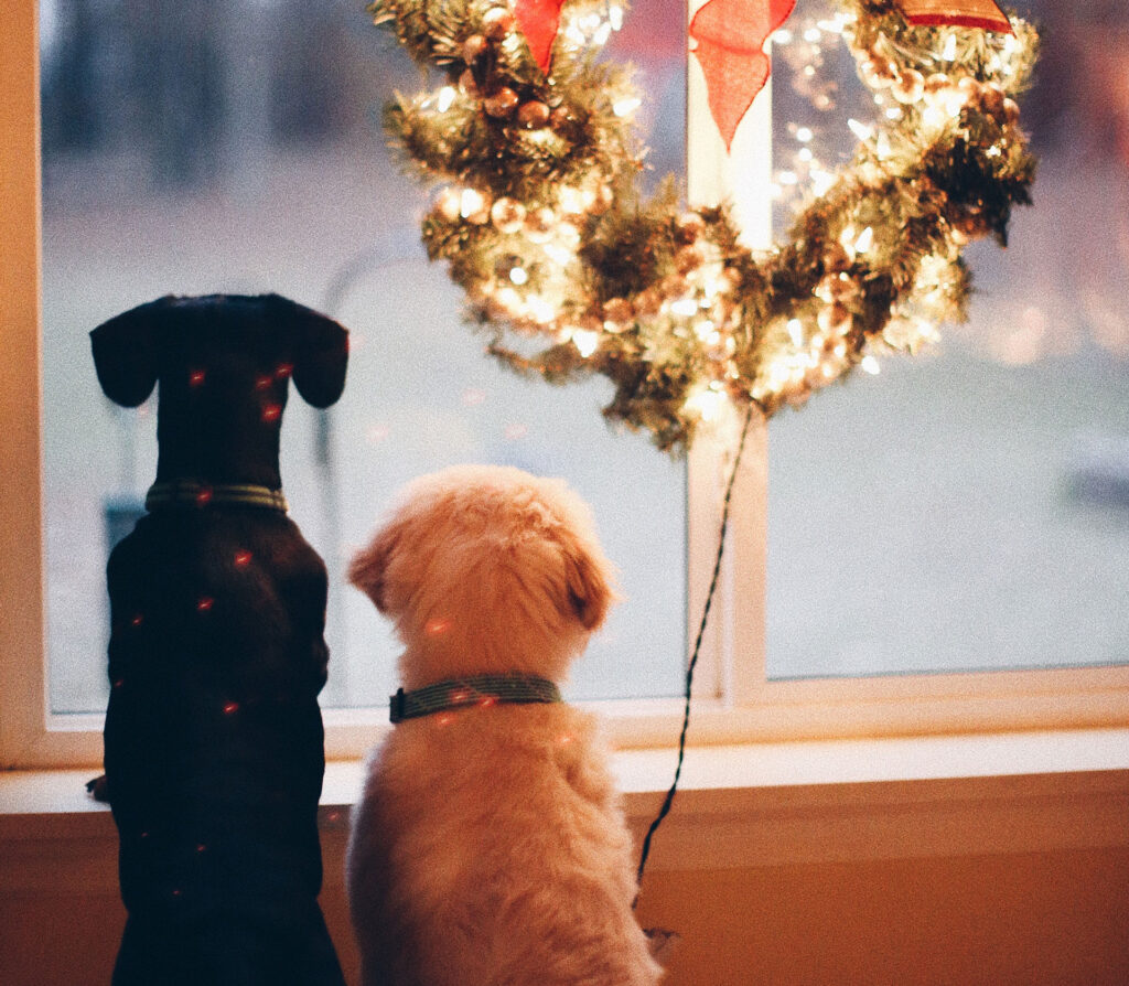 Two dogs looking out a window at the snow with a Xmas wreath above them