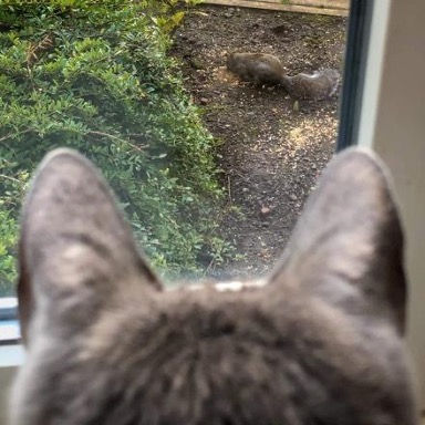 Cat ears shown as it looks at squirrel in the garden