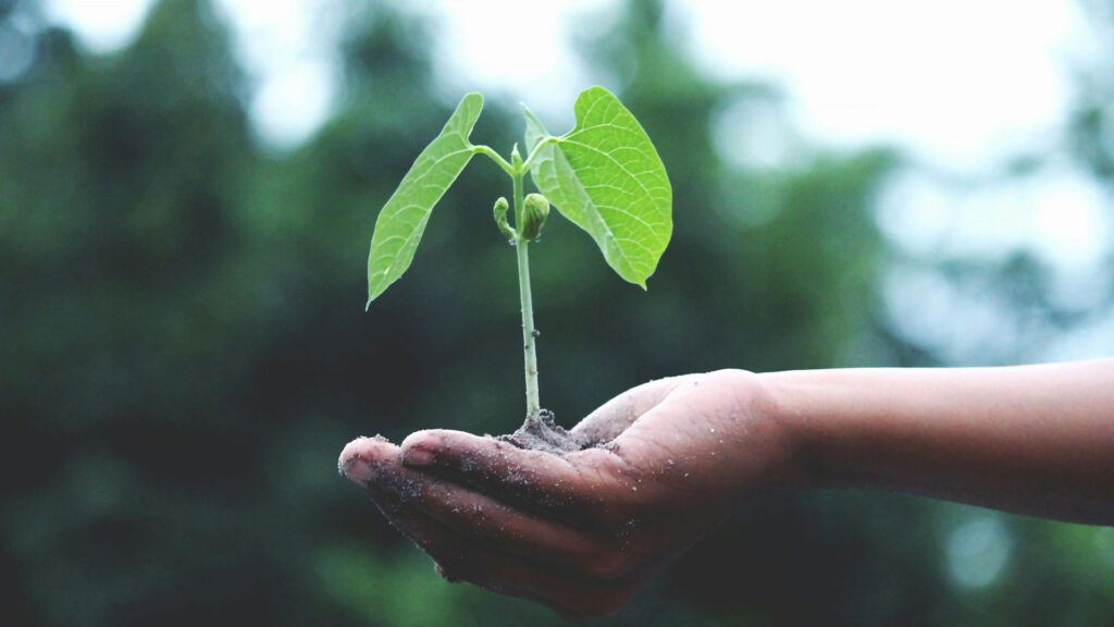 Hand holing a plant in hand and it growing out of their hand